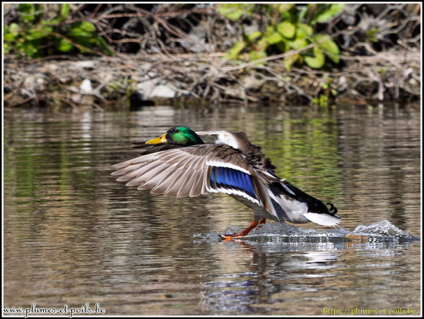 Colvert